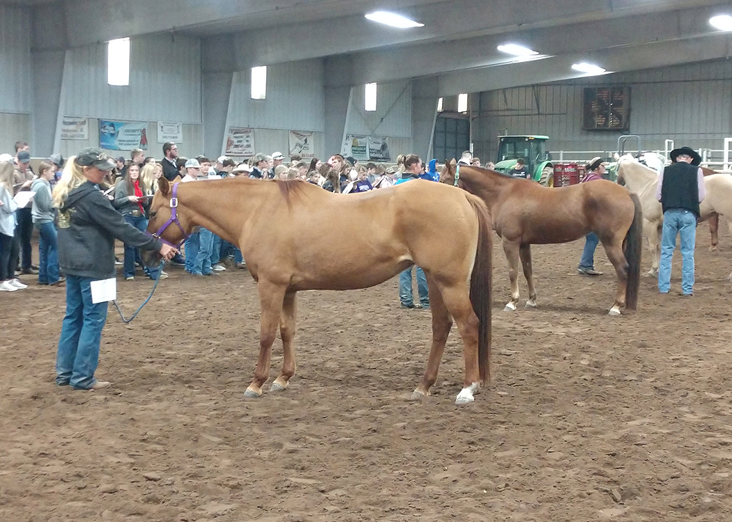 whs-wms-ffa-students-judge-horses-kingman-www-wellington-cc